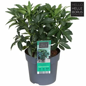 Helleborus foetidus - image 3