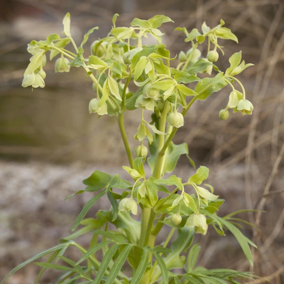 Helleborus foetidus - image 1