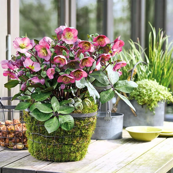 Picture Credit - ©Winterangels