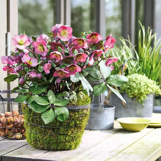 Picture Credit - ©Winterangels