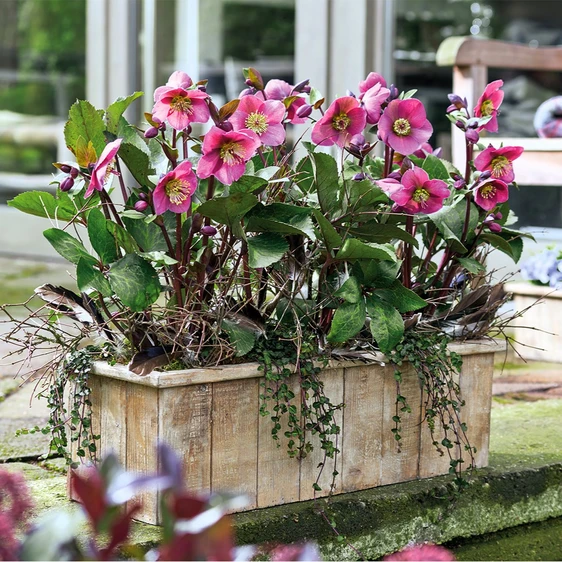 Picture Credit - ©Winterangels