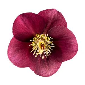 Picture Credit - ©Winterangels