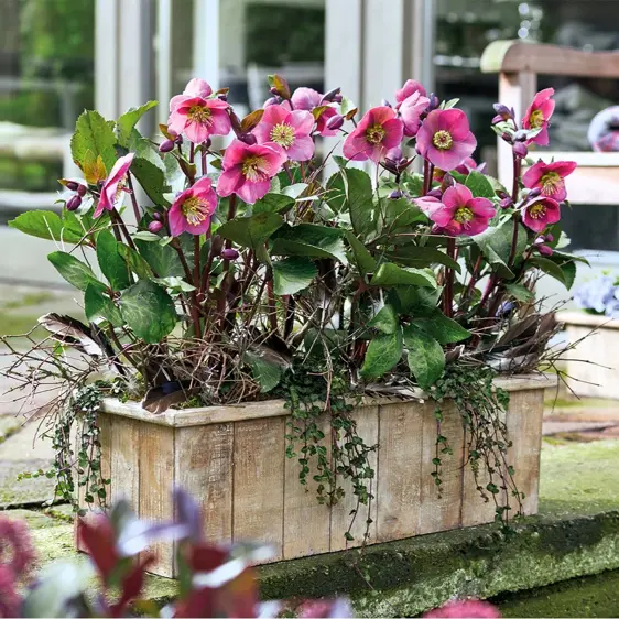 Picture Credit - ©Winterangels