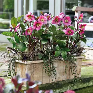 Picture Credit - ©Winterangels