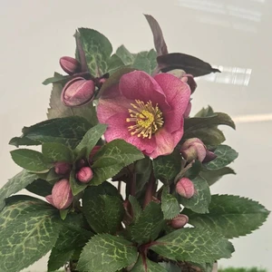 Helleborus Frostkiss 'Cosmio'