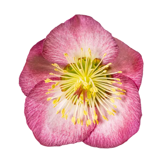 Helleborus 'Frostkiss Elemental' - image 1