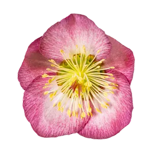 Helleborus 'Frostkiss Elemental' - image 1