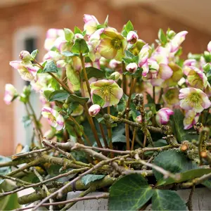 Picture Credit - ©Winterangels