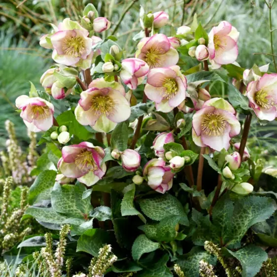 Picture Credit - ©Winterangels