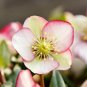 Helleborus Frostkiss 'Magico' - image 3