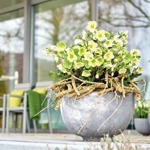 Picture Credit - ©Winterangels