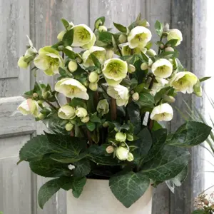 Picture Credit - ©Winterangels