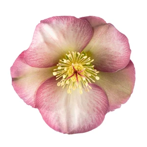 Picture Credit - ©Winterangels