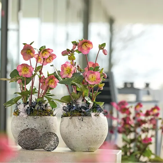 Picture Credit - ©Winterangels