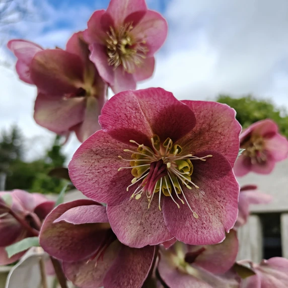 Helleborus Frostkiss 'Rhythm Pink' 1.5L - image 2