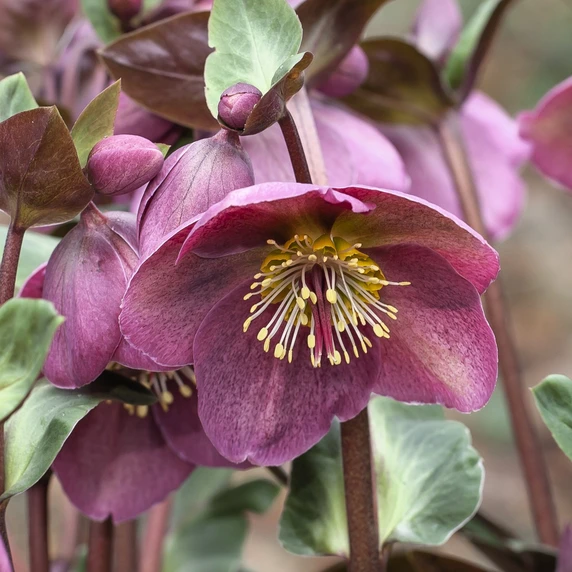 Helleborus Frostkiss 'Rhythm Pink' 1.5L - image 3