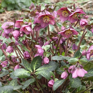 Helleborus Frostkiss 'Rhythm Pink' 1.5L - image 2