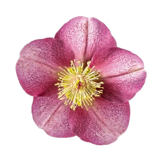 Picture Credit - ©Winterangels