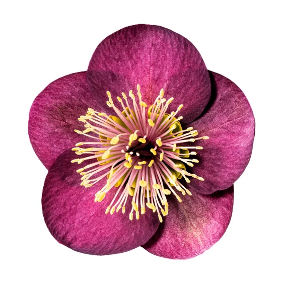 Picture Credit - ©Winterangels