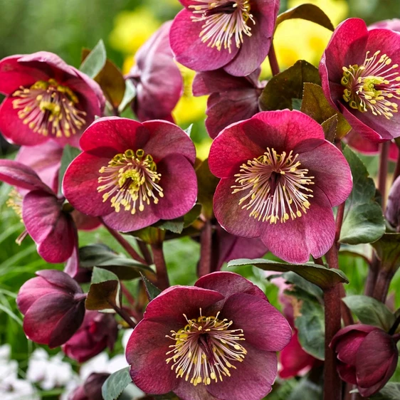 Picture Credit - ©Winterangels