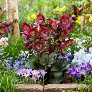 Picture Credit - ©Winterangels