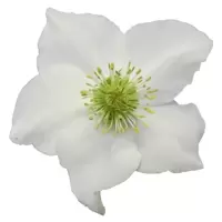 Helleborus Gold Collection® (HGC®)