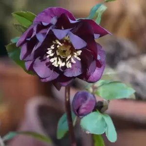 Helleborus Harvington® 'Double Chocolate' - © Bob Purnell