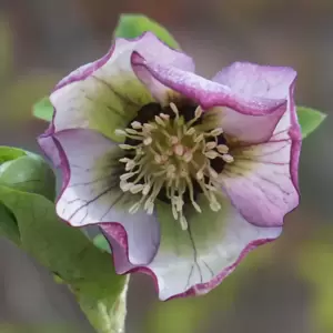 Helleborus 'Harvington Picotee' 2L - image 1