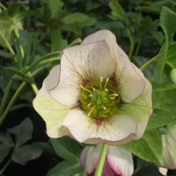 Helleborus 'Harvington Picotee' 2L - image 2