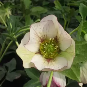 Helleborus 'Harvington Picotee' 2L - image 2