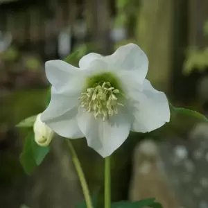 Helleborus Harvington® 'White' - © Bob Purnell