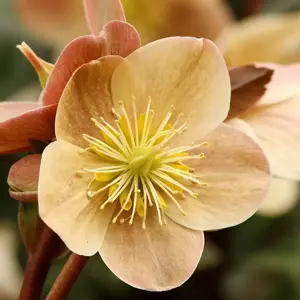 Helleborus 'HGC Cinnamon Snow' 2L - image 1