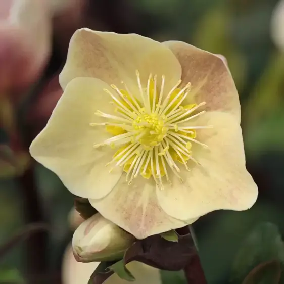 Helleborus 'HGC Cinnamon Snow' 2L - image 3