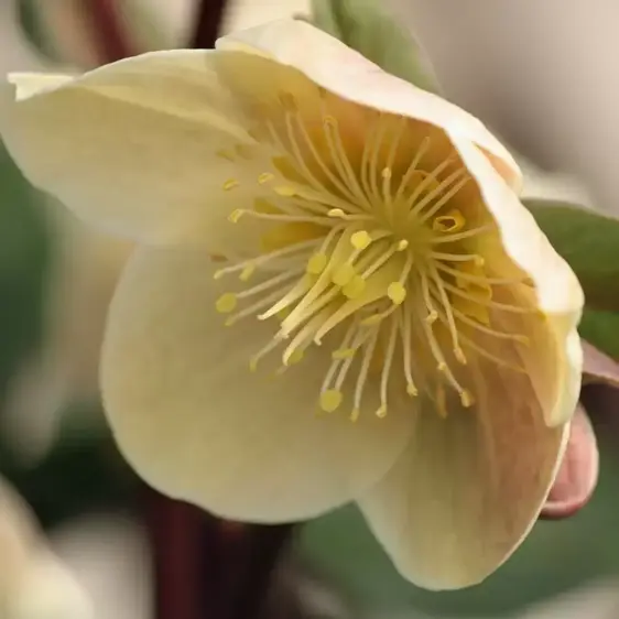Helleborus 'HGC Cinnamon Snow' 2L - image 2