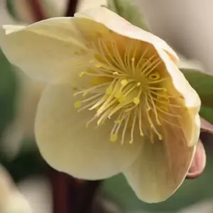 Helleborus 'HGC Cinnamon Snow' 2L - image 2