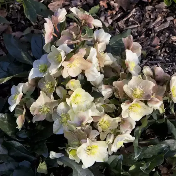 Helleborus 'HGC Cinnamon Snow' 2L - image 4