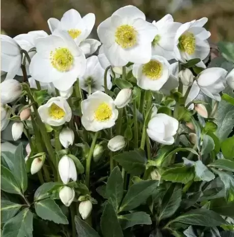 Helleborus 'HGC Diva' 1L