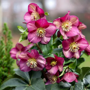 Helleborus 'HGC Ice Breaker Ruby' 1L