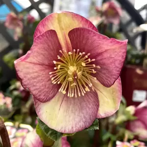 Helleborus 'HGC Ice N' Roses Carlotta' 2L - image 1