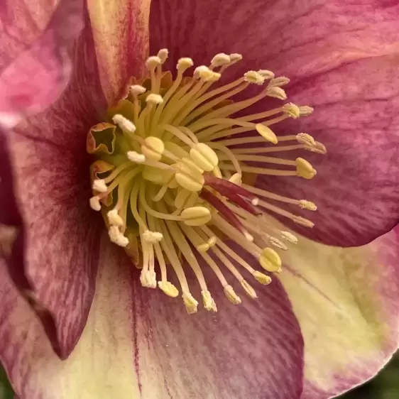 Helleborus 'HGC Ice N' Roses Carlotta' 2L - image 4