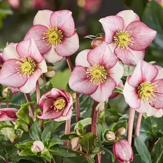 Helleborus 'HGC Ice N' Roses Carlotta' 2L - image 2