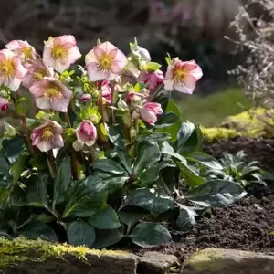 Helleborus 'HGC Ice N' Roses Carlotta' 2L - image 3