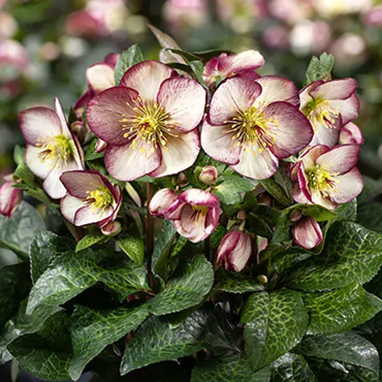 Helleborus 'HGC Ice N' Roses Macy Marble' 2L