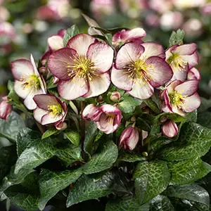 Helleborus 'HGC Ice N' Roses Macy Marble'