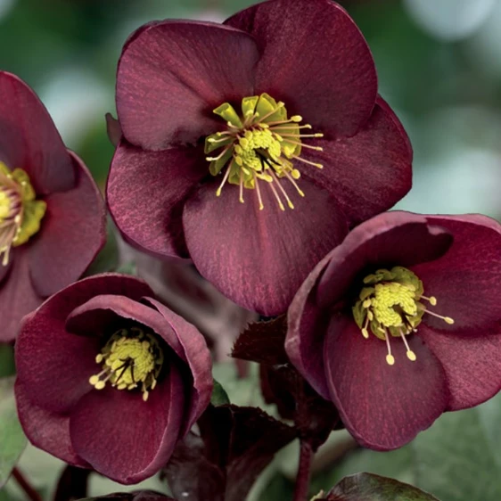 Helleborus 'HGC Ice N' Roses Merlot' 4.5L