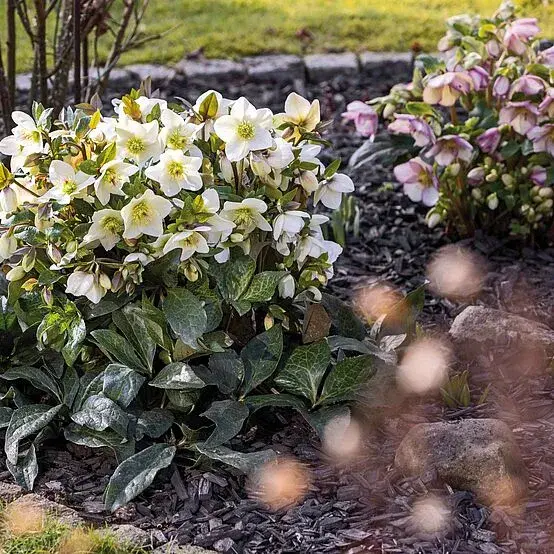 Helleborus 'HGC Ice N' Roses Milla Marble' 2L - image 2