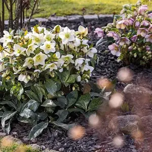 Helleborus 'HGC Ice N' Roses Milla Marble' 2L - image 2