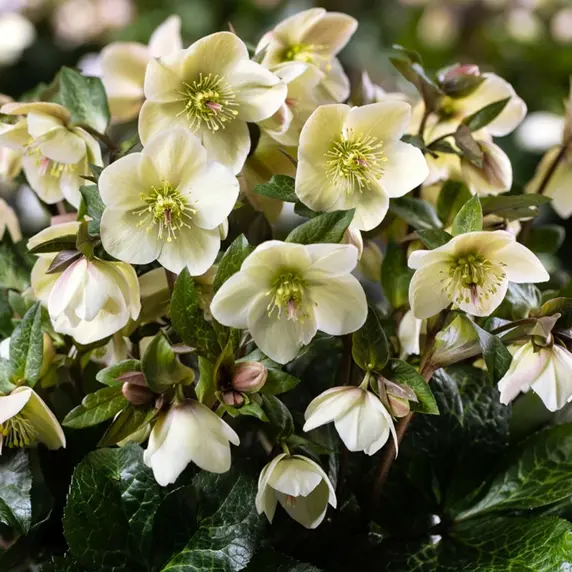 Helleborus 'HGC Ice N' Roses Milla Marble' 2L - image 1