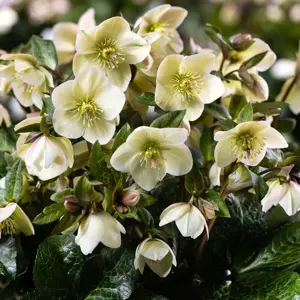 Helleborus 'HGC Ice N' Roses Milla Marble'