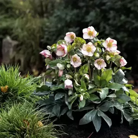 Helleborus 'HGC Ice N' Roses Picotee' 2L - image 3